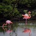 flamingos in a lagoon, feeding