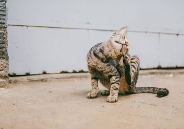 flea collar