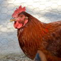 rhode-island-red-hen