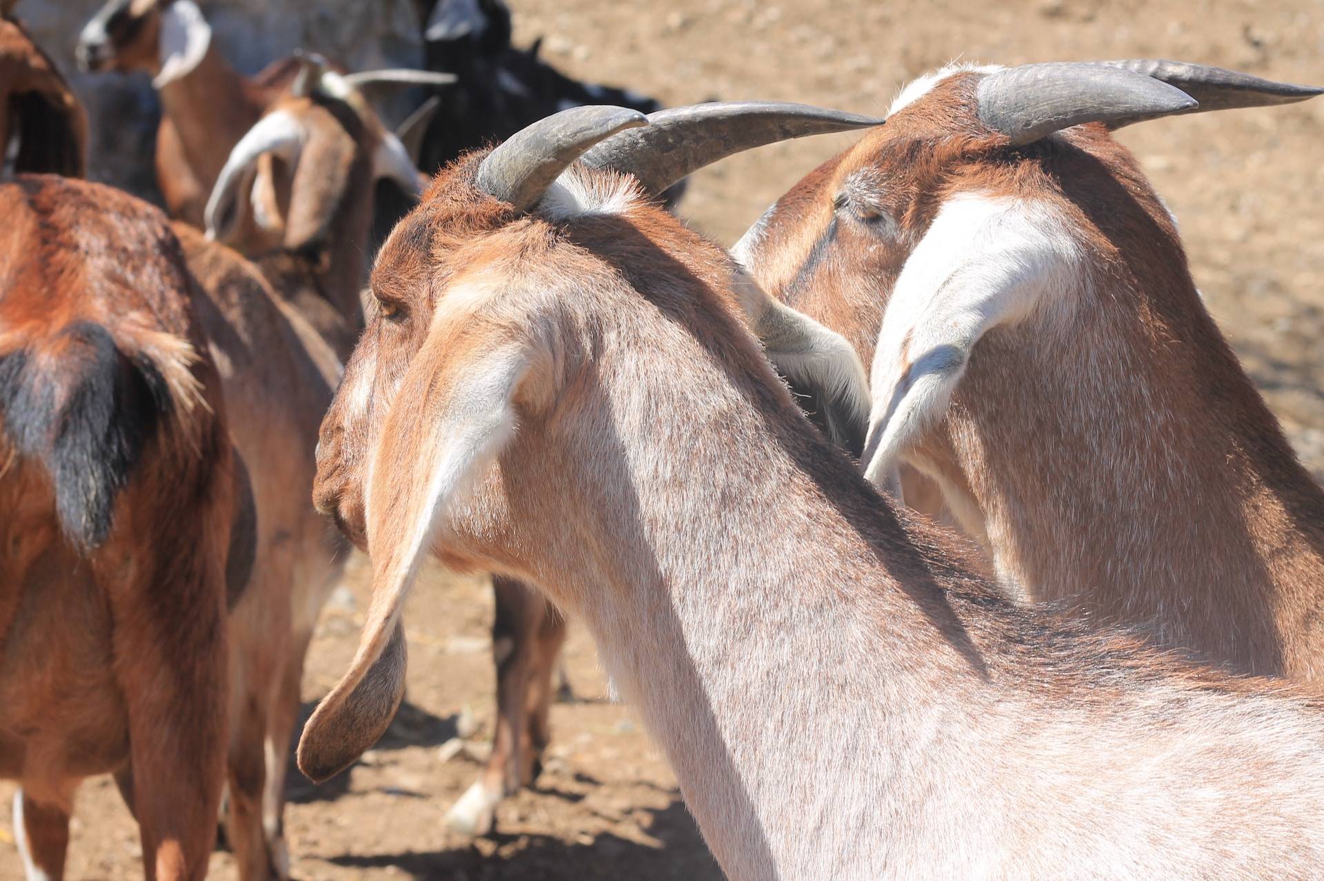 indigenous goat breeds