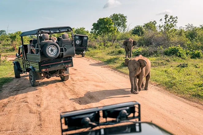 Éléphant vivant avec bébé en safari.