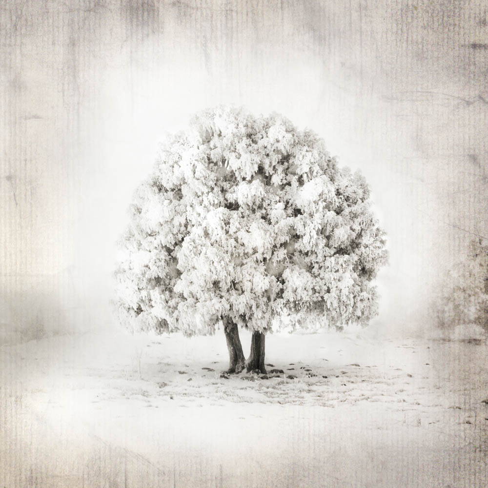 Black and white image of the tree of life. It has two stumps that resemble legs.