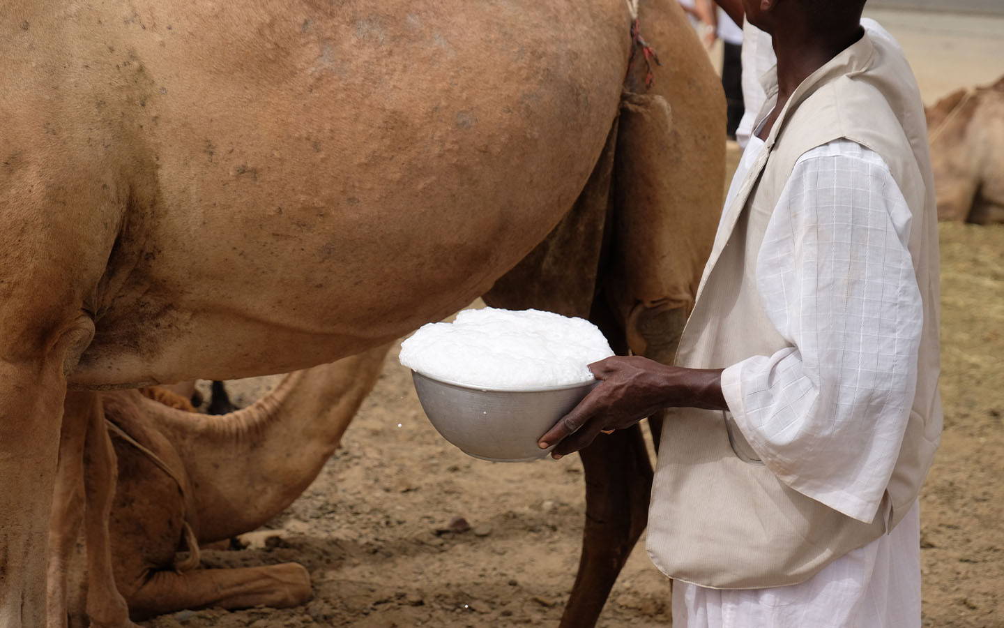 camel milk 