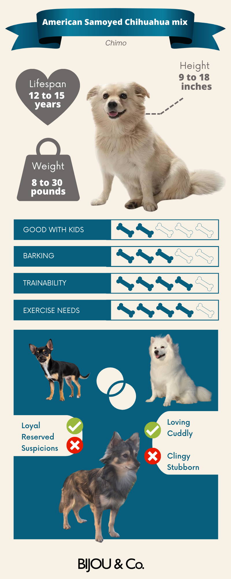 american eskimo and chihuahua mix