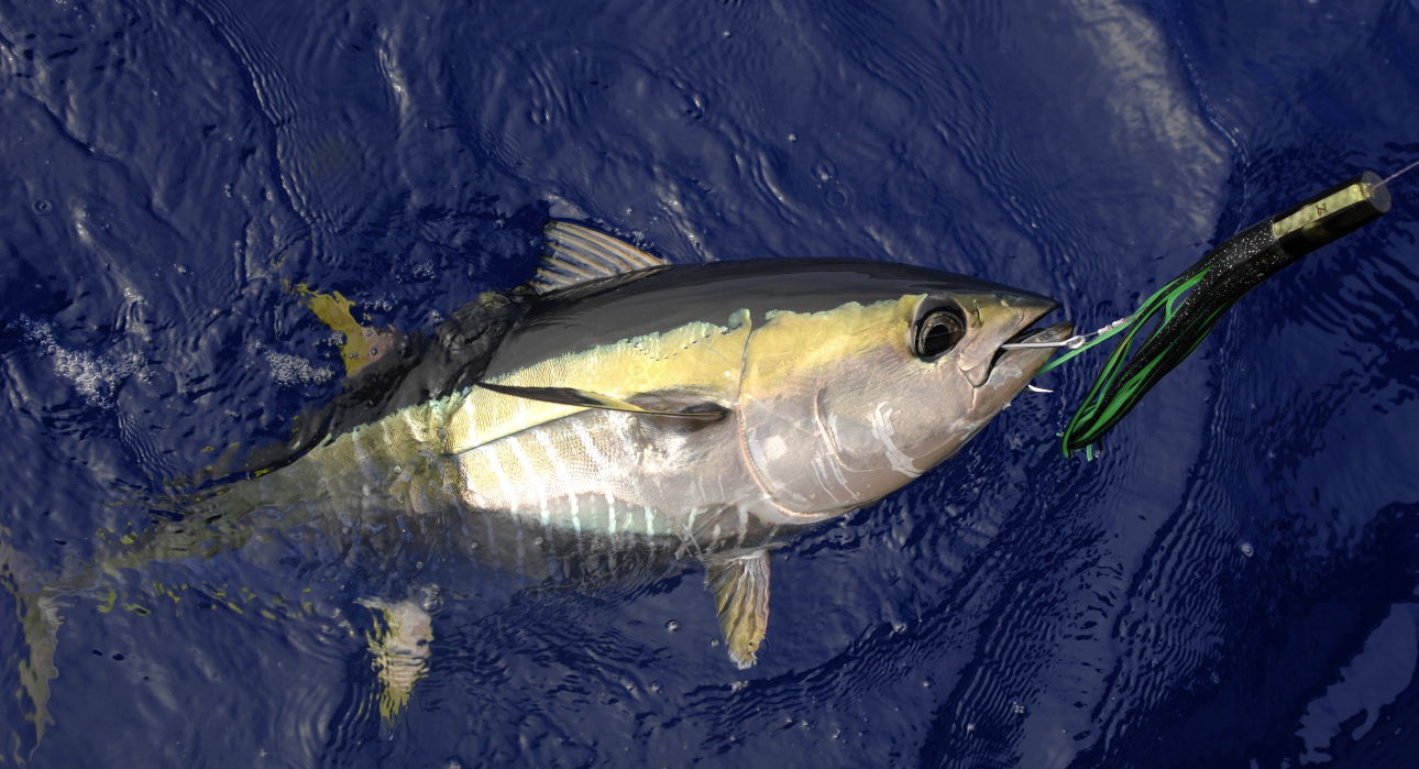Gulf Mafia Fishing Charters