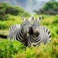two zebras cooing each other in the field