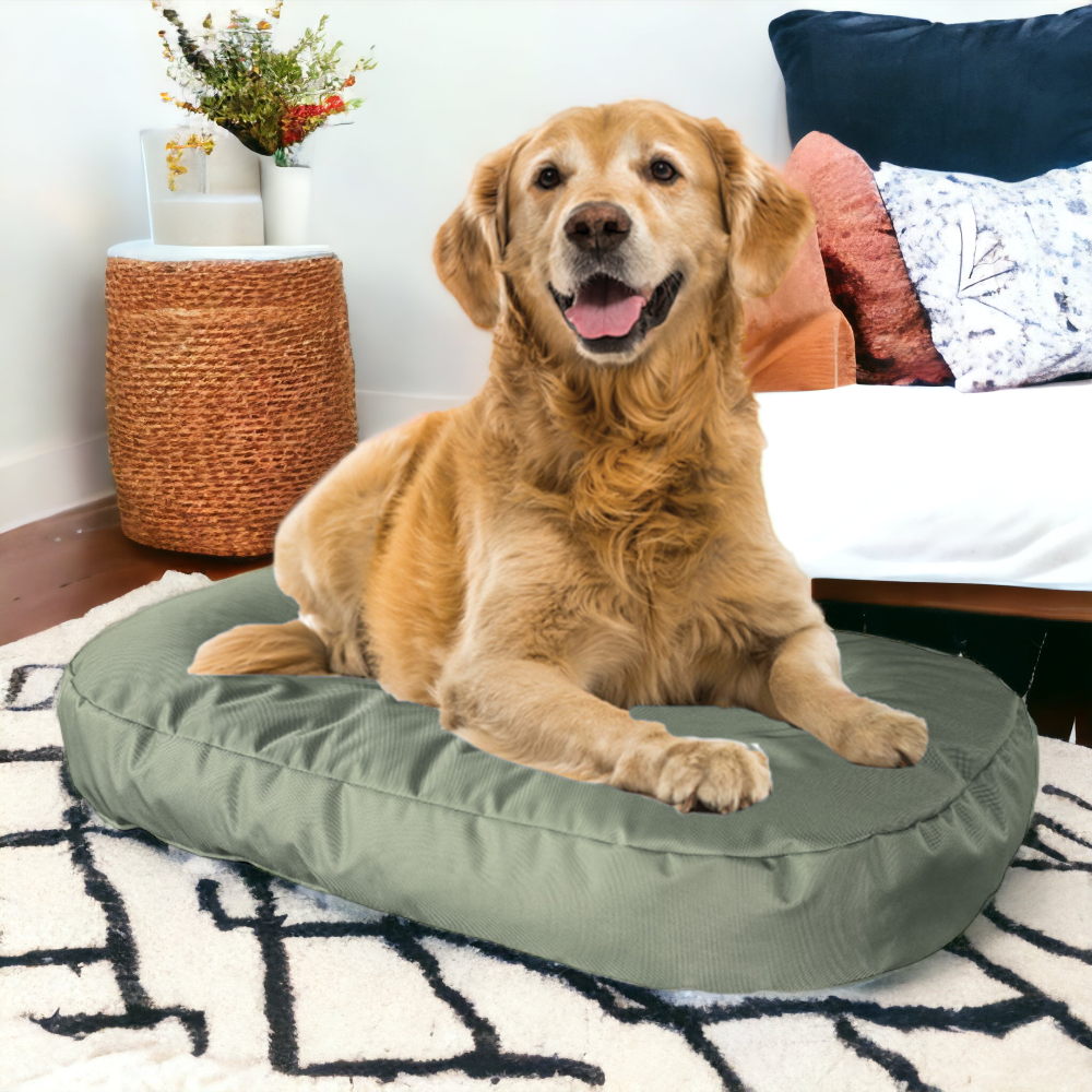 A dog on the poochsta' pet bed
