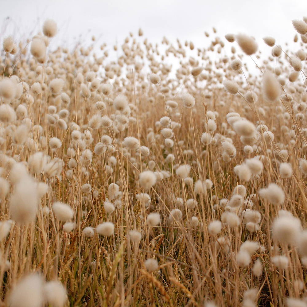 Field of cotton to be picked, sorted and woven by hand