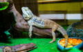 Iguana in tank, as potential sensor application for pet care.