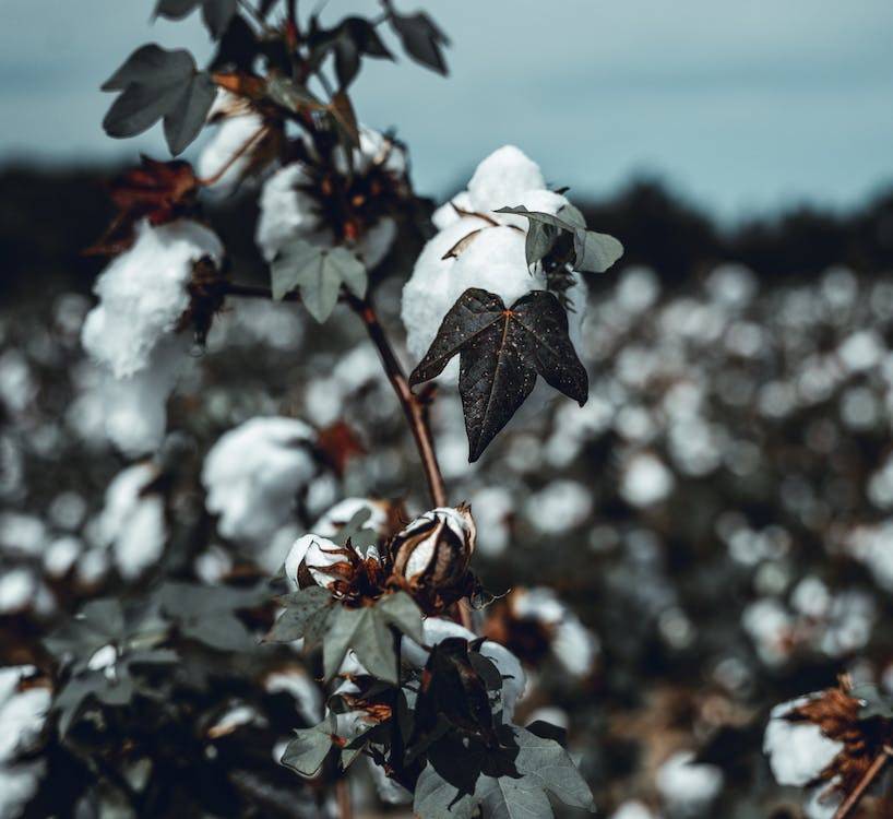 Close-up shot of a cotton plant