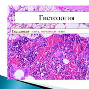 Понятия об общей гистологии — Шаг 1 — Stepik