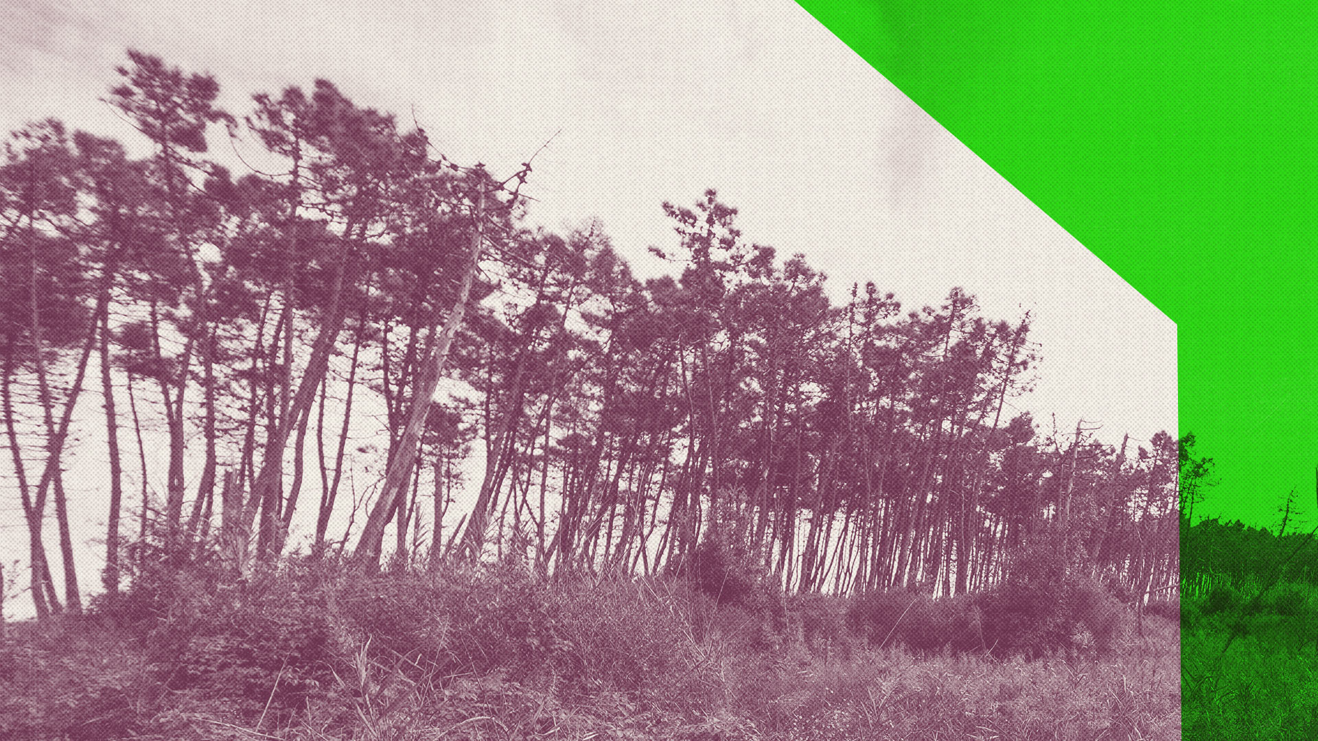 Avslutningsforestilling: Franz
(Purgatorio XXVII-XXXIII)