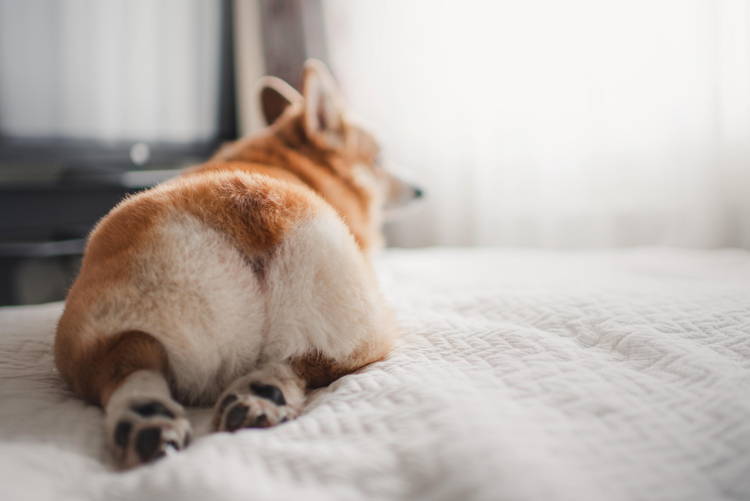 Home remedy for dog itchy bum shop