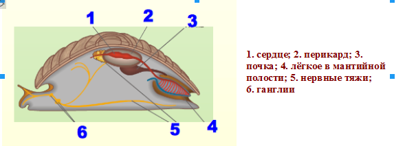 Нервная система головоногих моллюсков какого типа лестничного - 96 фото