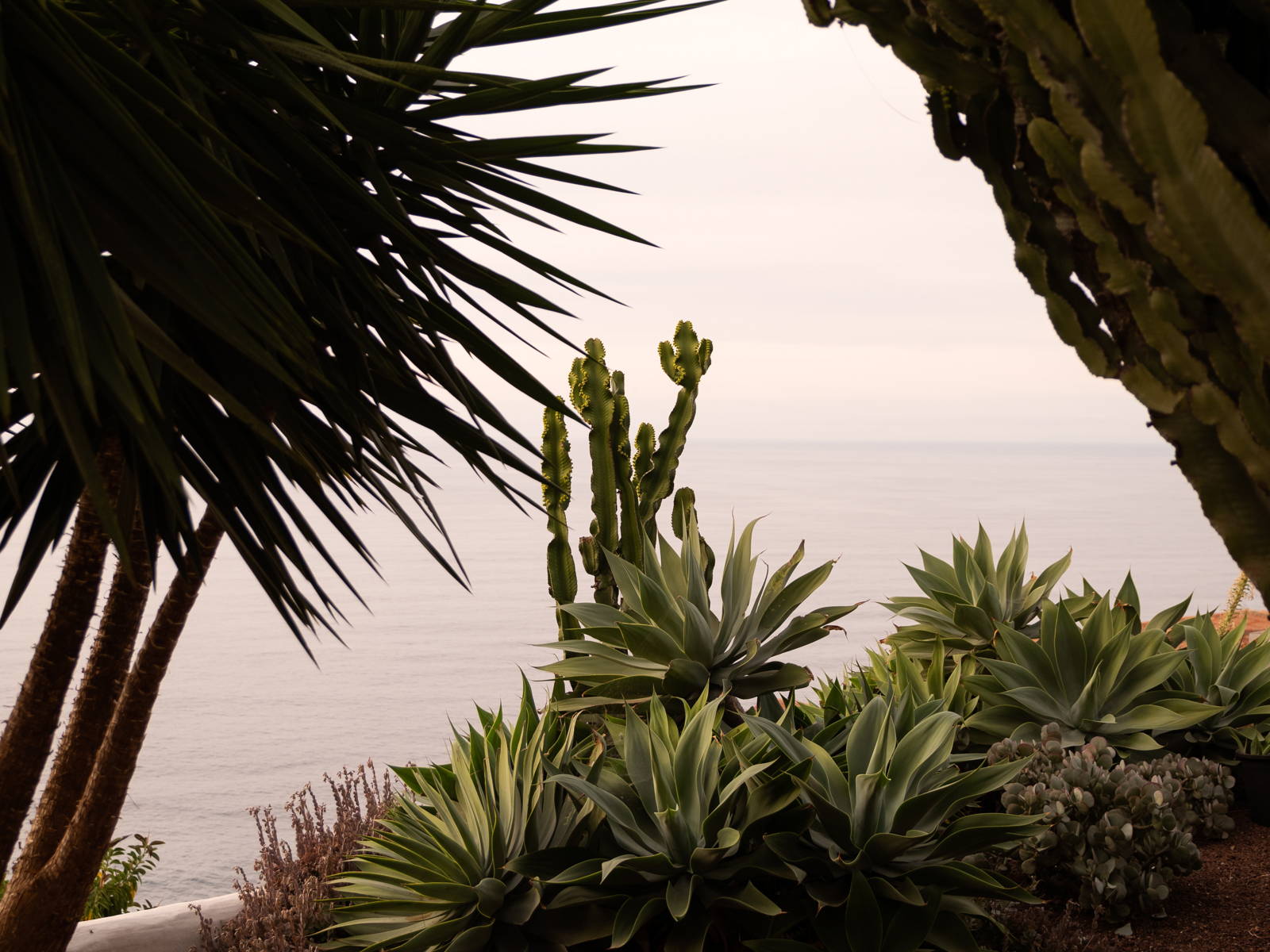 palms and sea