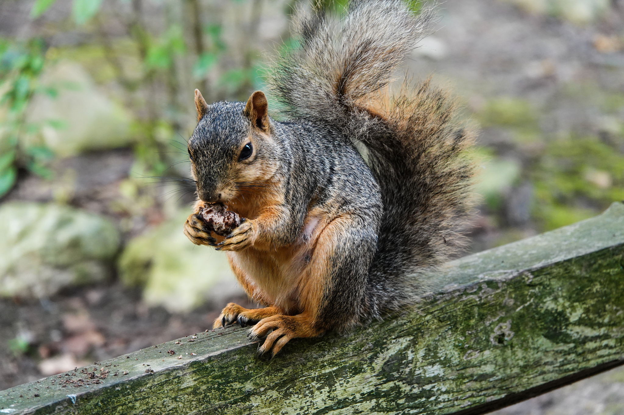 Squirrel