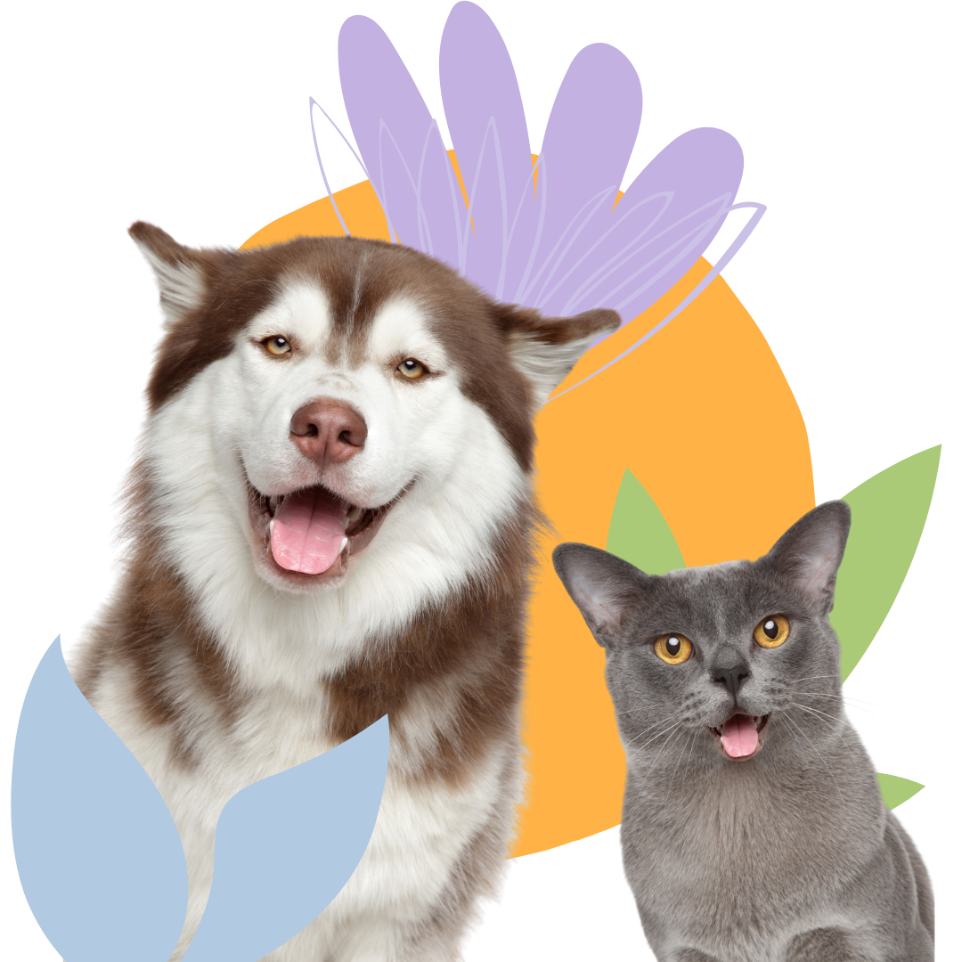 Husky and a cat smiling 