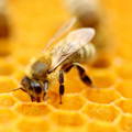 worker-honeybee-on-honeycomb