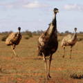 emu-mob-in-open-grasslands emu-mob-in-open-grasslands