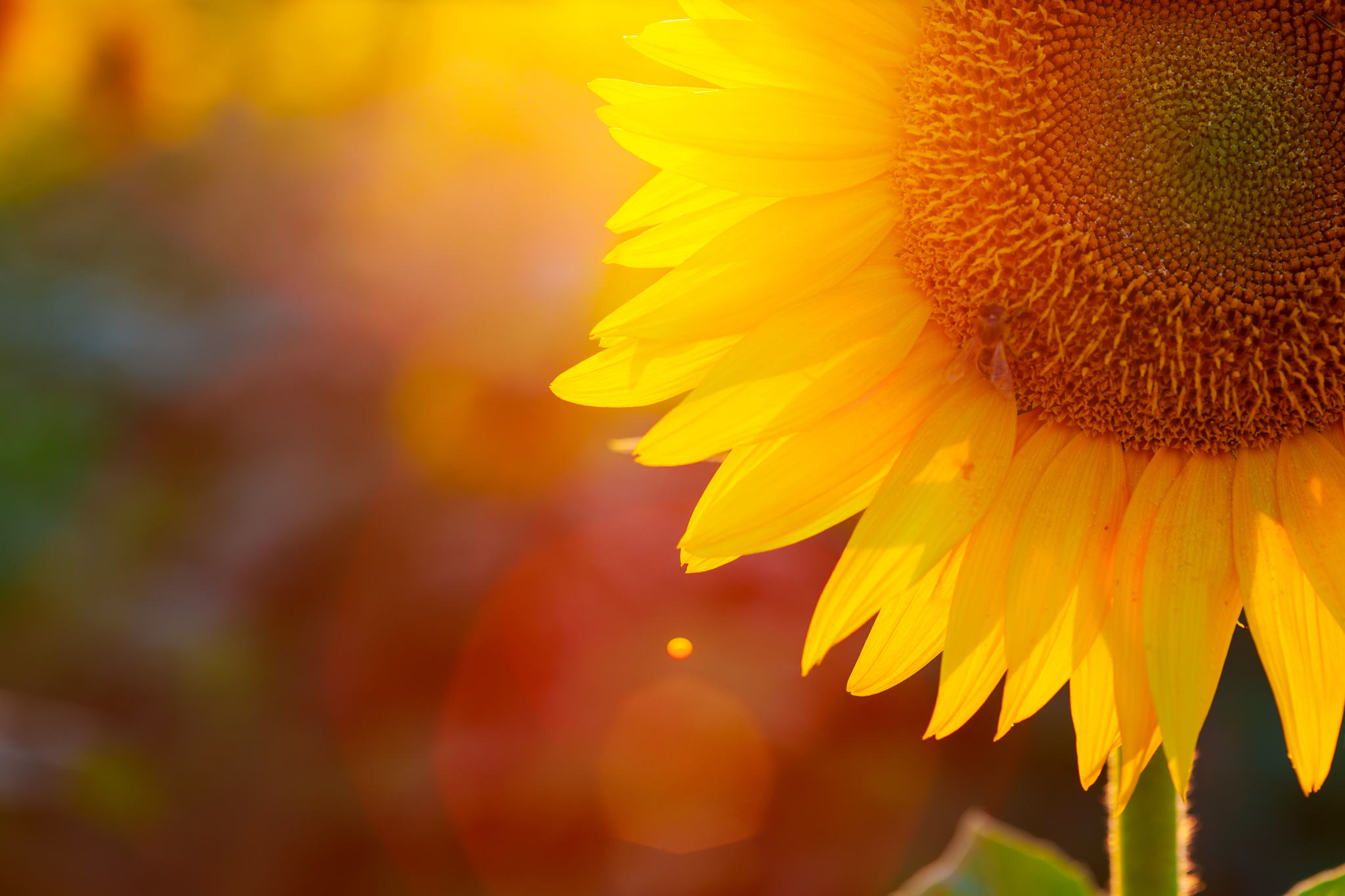 OCS Launches Sunflower Lanyard Scheme in partnership with Gatwick Airport