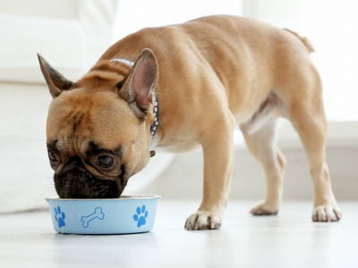 Illustration showing common types of allergies affecting pets