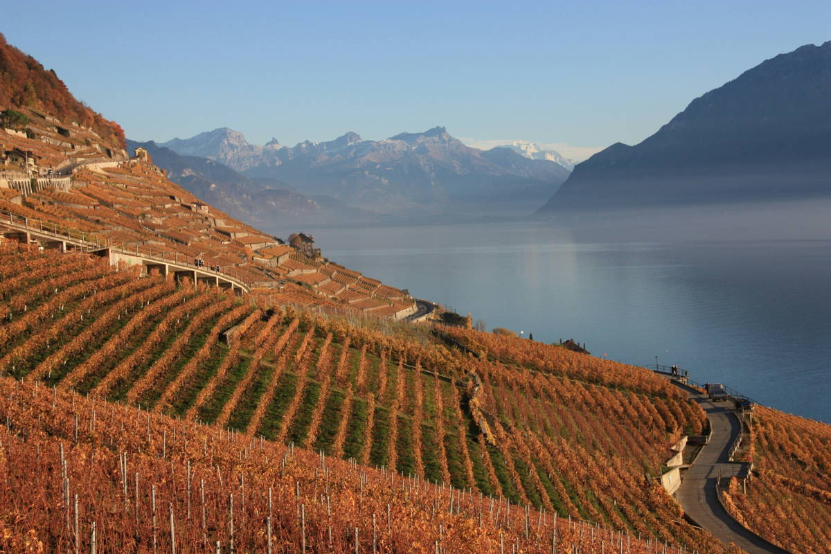 Vignes en automne dans le canton de Vaud