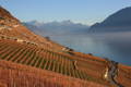 vigne vaud