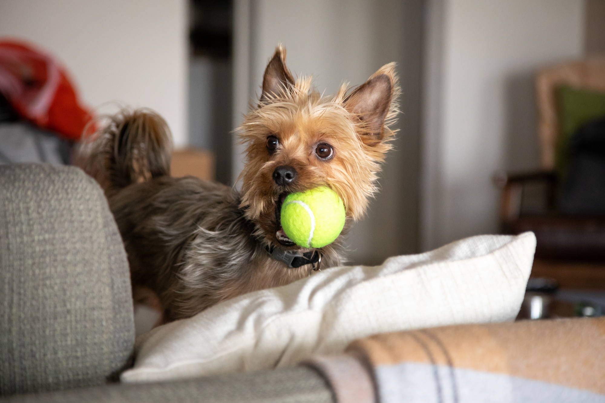 yorkshire terrier chihuaha mix