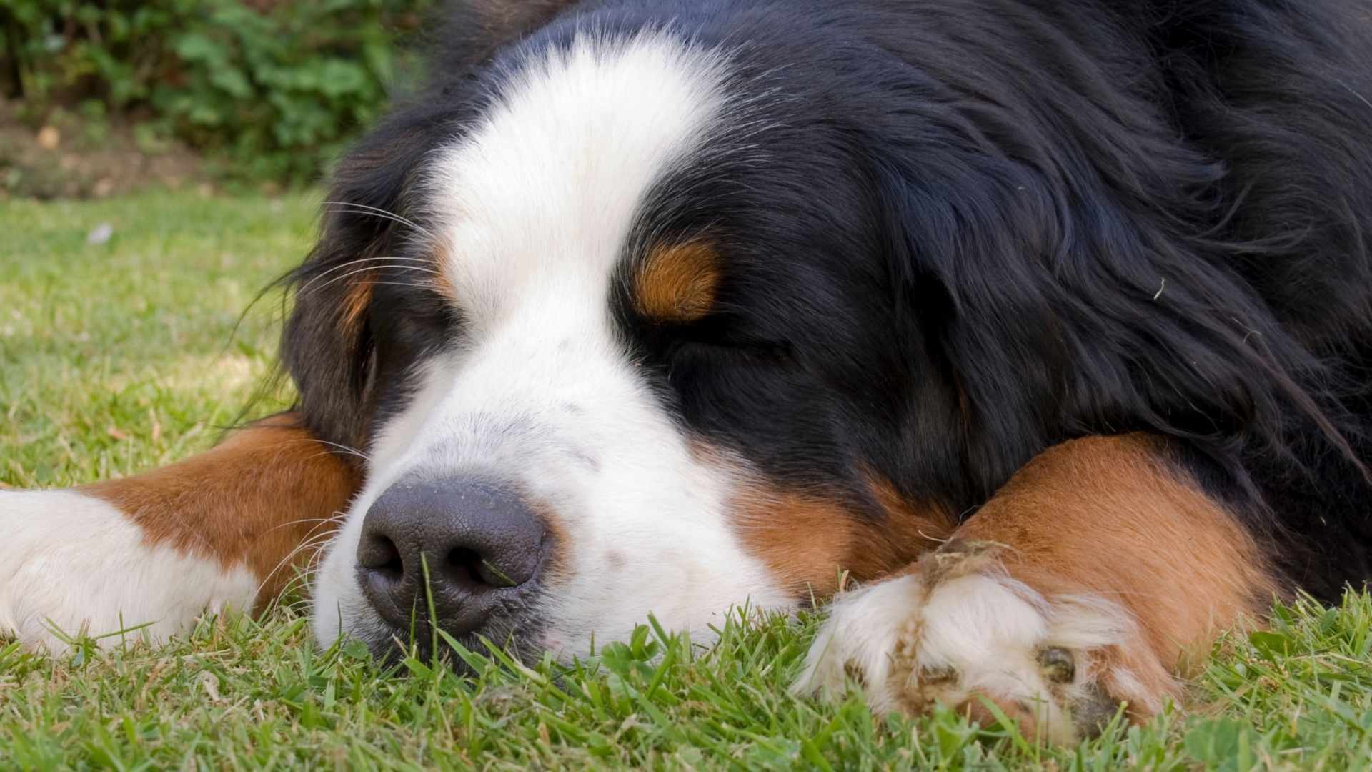 Heller Hund mit langem Fell liegt lustlos auf Steinen.