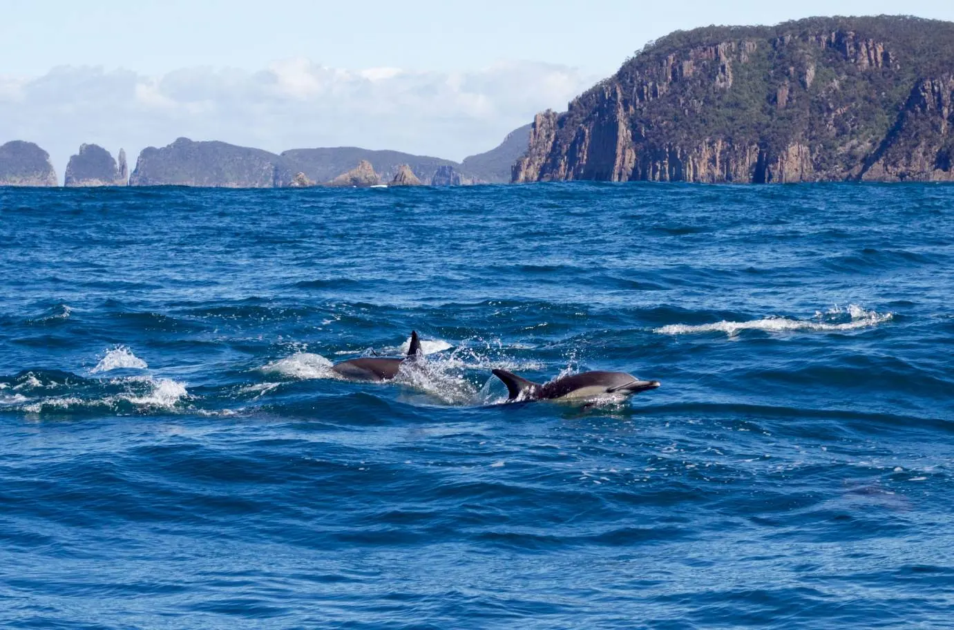Seal & Ocean Expedition Tasmania – Participant