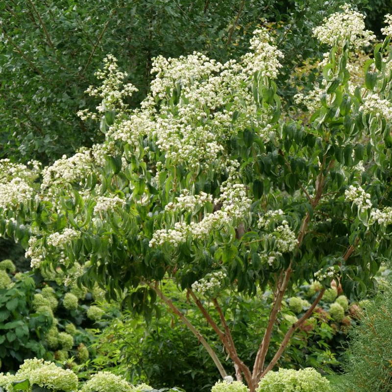 Small seven son flower tree with white flower clusters and hydrangeas planted in the background