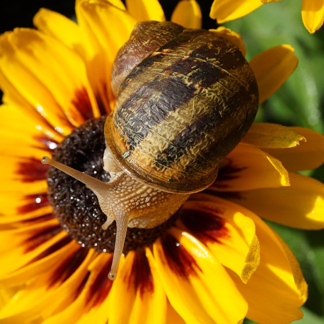 Slak op een zonnebloem