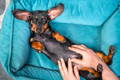 alt="Dachshund dog laying on his back while owner rubs his tummy"