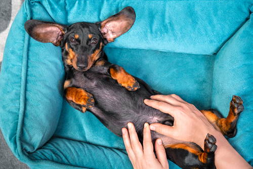 Dachshund dog lying on his back while owner rubs his belly