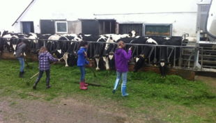 bauerngut schiefelbusch bei den kühen