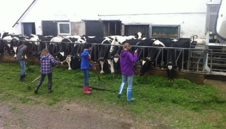 bauerngut schiefelbusch bei den kühen