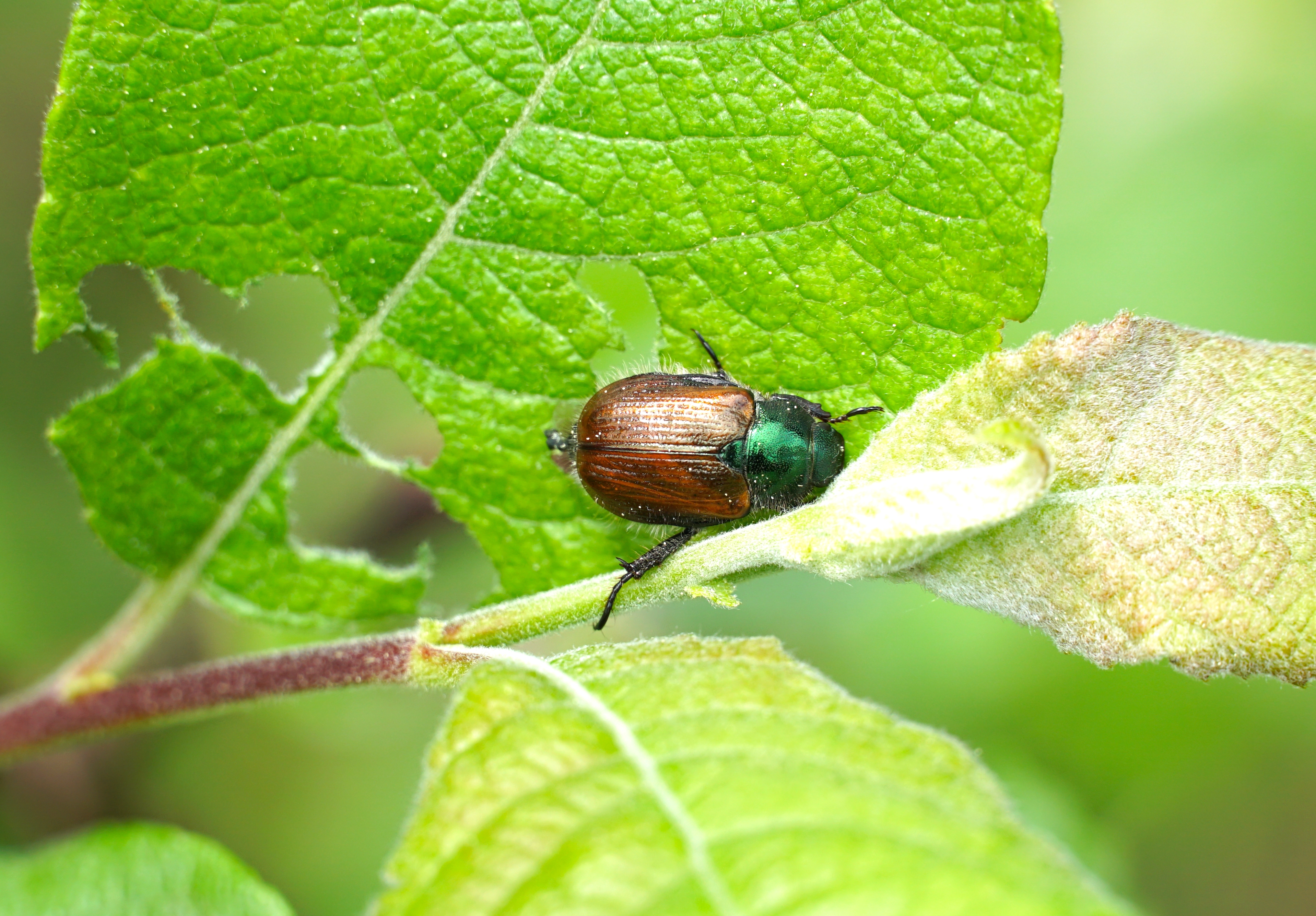 A Japanese beetle on an apple tree leaf