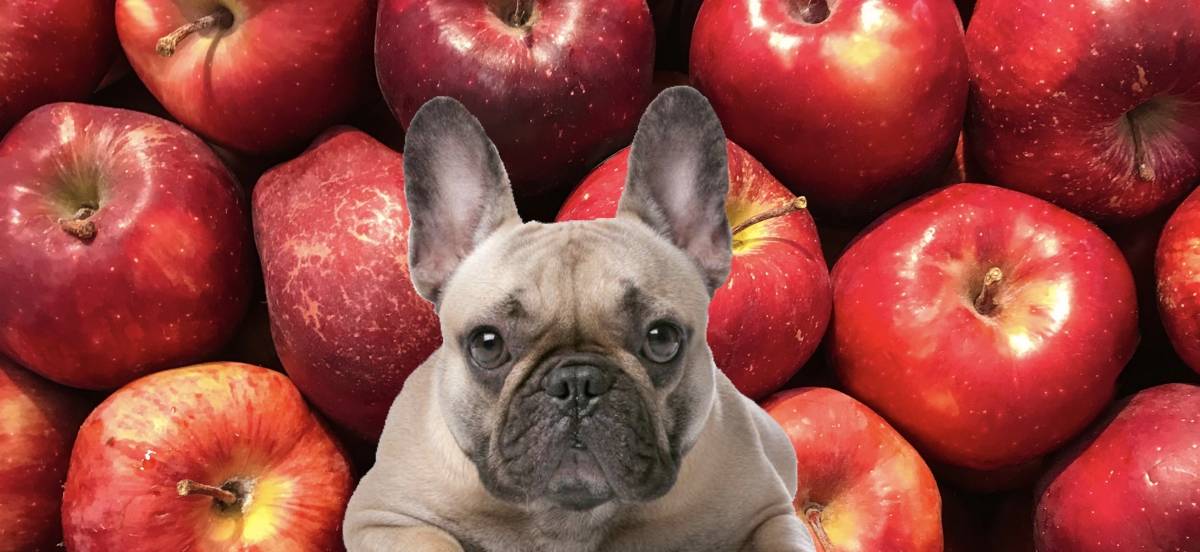 can french bulldogs eat green apples