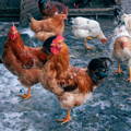 barnyard-chickens-on-frozen-ground barnyard-chickens-on-frozen-ground