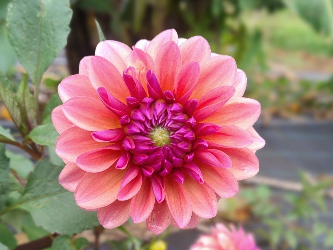 Ellia's Garden Voucher - Image 11