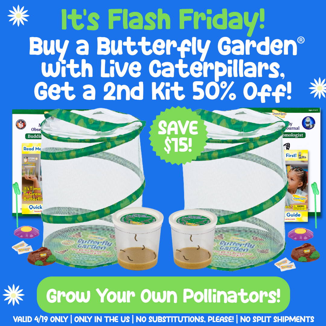 Yellow Banner Showcasing Insect Lore's September Deal of the Month. Mini Butterfly Garden Mesh Habitat, Two Cups of baby Caterpillars, Butterfly Life Cycle Stages Figurines, Butterfly Wind-Up Toy, Sugar Packets, Nectar Dropper, Chrysalis Holding Logs.