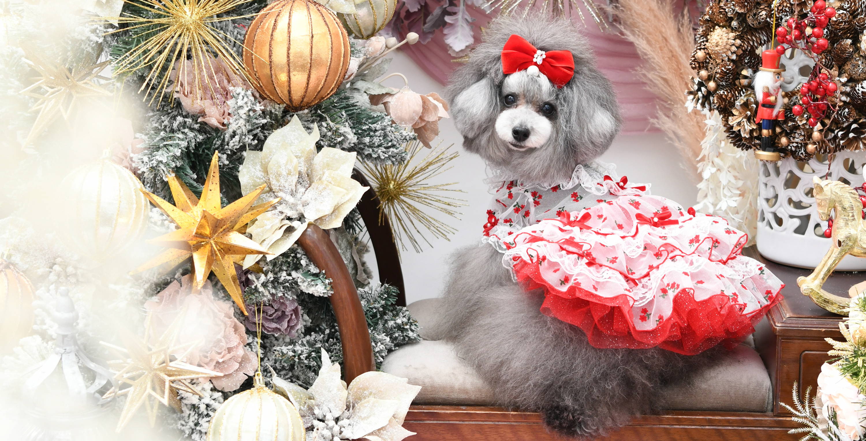 Luxebirdie（リュクスバーディ）|小型犬とのリュクスな生活を楽しむ