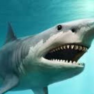 Sharky-Shark Avatar