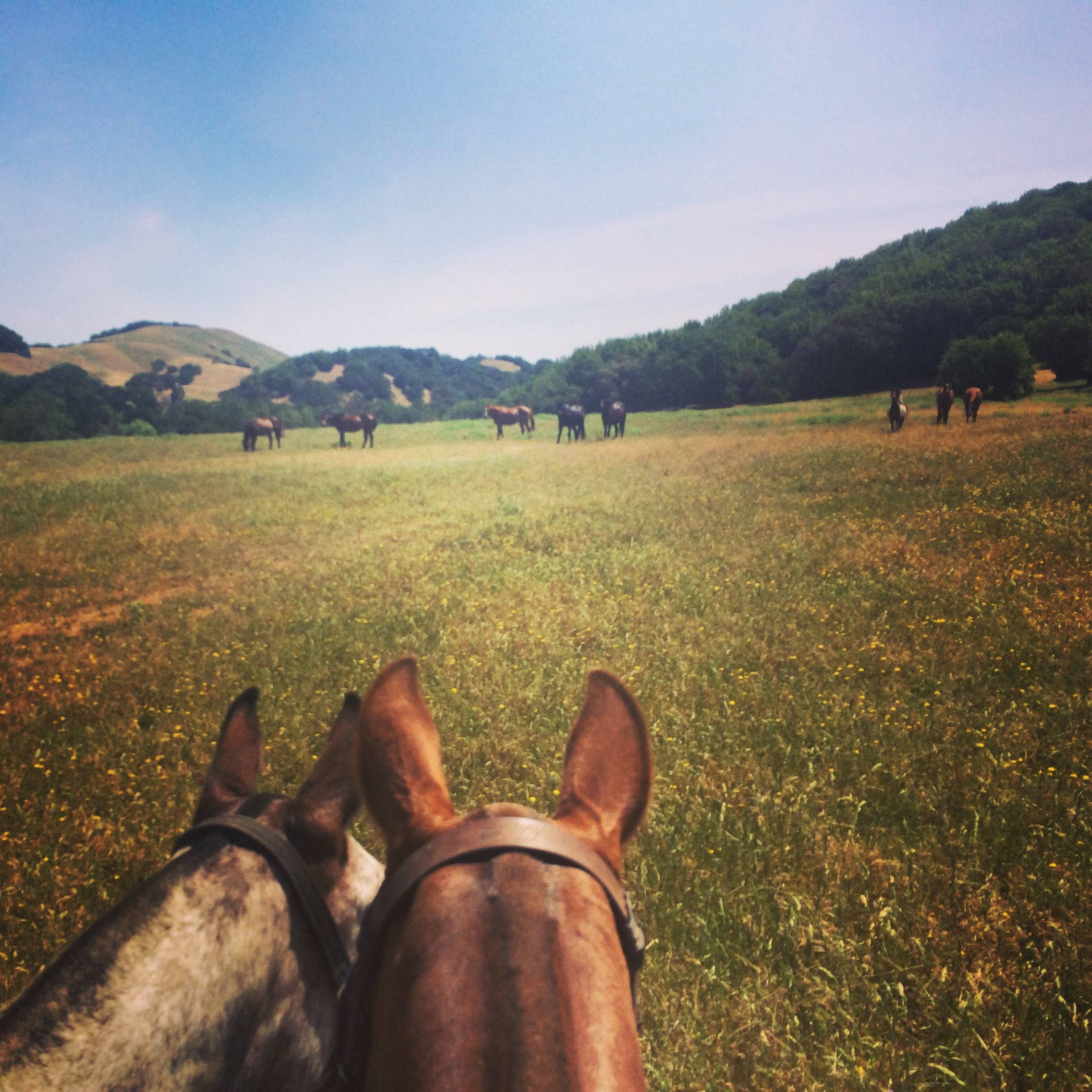 A view on horseback.