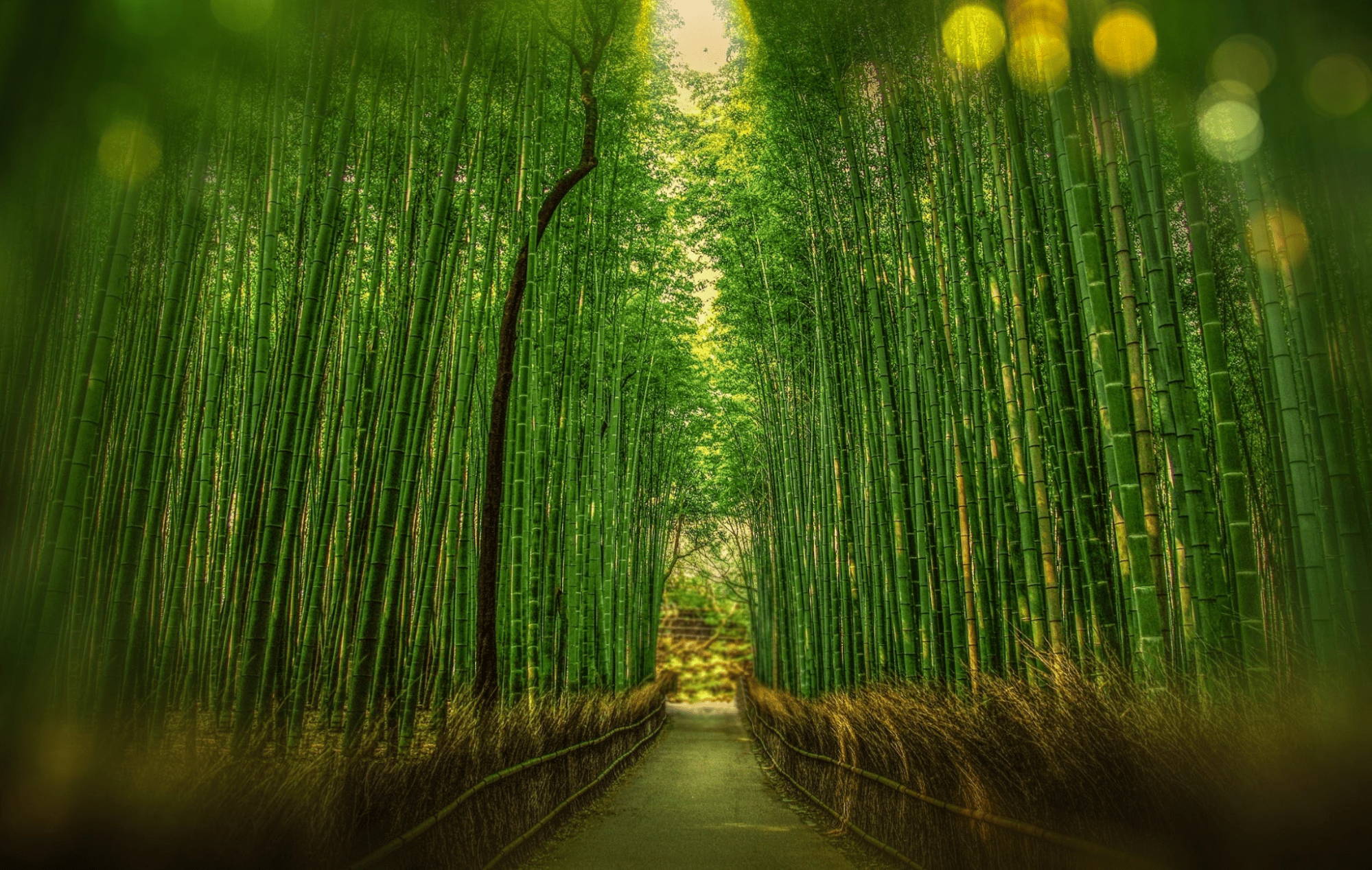 Bamboo forest