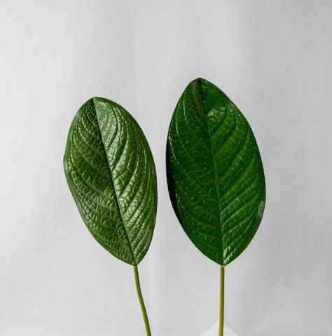 Large Magnolia Leaf (12 Pack) - Realistic Artificial Flowers - Image 2