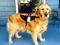 SHILOH - MY ADA SERVICE DOG