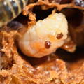 varroa-mites-attack-adult-honeybees-and-brood