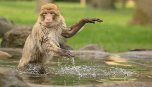 naturzoo rheine berberaffe wäscht