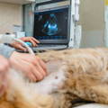 L'échographie chez le chien